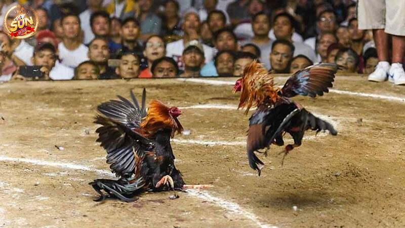 cược đá gà ở đâu