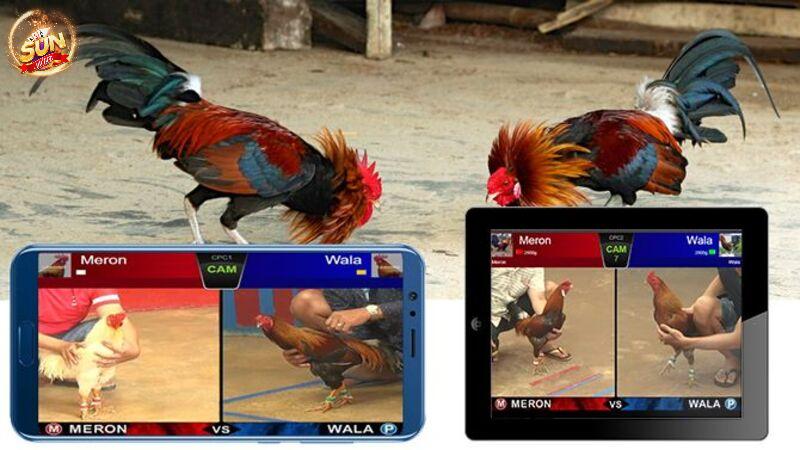 Các kèo cược đá gà ăn khách số 1